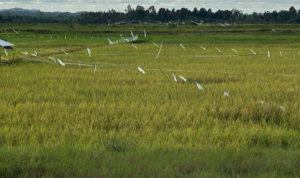 Pertanian padi di Desa Segihan