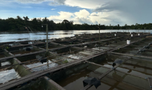 Tambak ikan di Desa Embalut