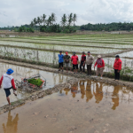 Edi Damansyah meninjau penggunaan alat tanam padi modern untuk meningkatkan efisiensi dan produktivitas pertanian di Desa Bangun Rejo.