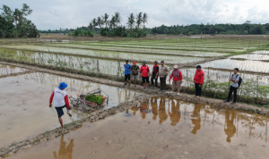 Edi Damansyah meninjau penggunaan alat tanam padi modern untuk meningkatkan efisiensi dan produktivitas pertanian di Desa Bangun Rejo.