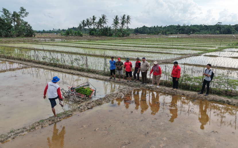 Edi Damansyah meninjau penggunaan alat tanam padi modern untuk meningkatkan efisiensi dan produktivitas pertanian di Desa Bangun Rejo.