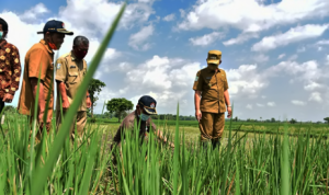 Ilustrasi penyuluh pertanian