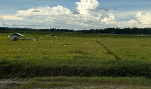 Kawasan pertanian yang ada di Kecamatan Tenggarong Seberang